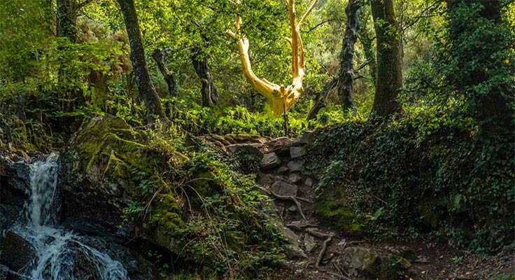 Découvrez les légendes de la forêt de Brocéliande en Ille-et-Vilaine