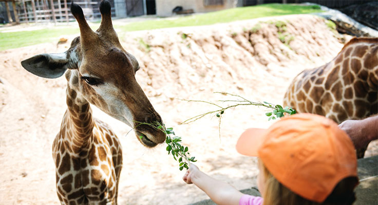Visite au zoo pendant un séjour au camping 5 étoiles Domaine du Logis en Bretagne